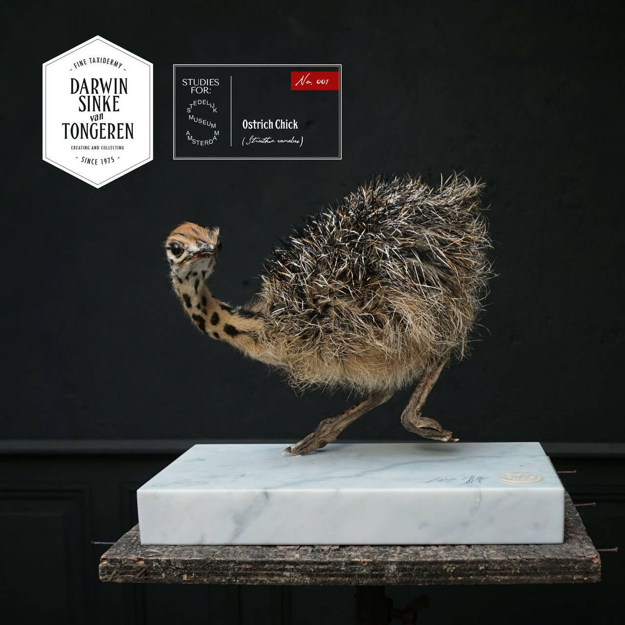 This fine taxidermy Ostrich chick on a marble base is one of five works that are currently on loan for display at the Stedelijk Museum, Amsterdam. Therefore note that these works will be available for delivery starting febr. 2016.
Characteristic