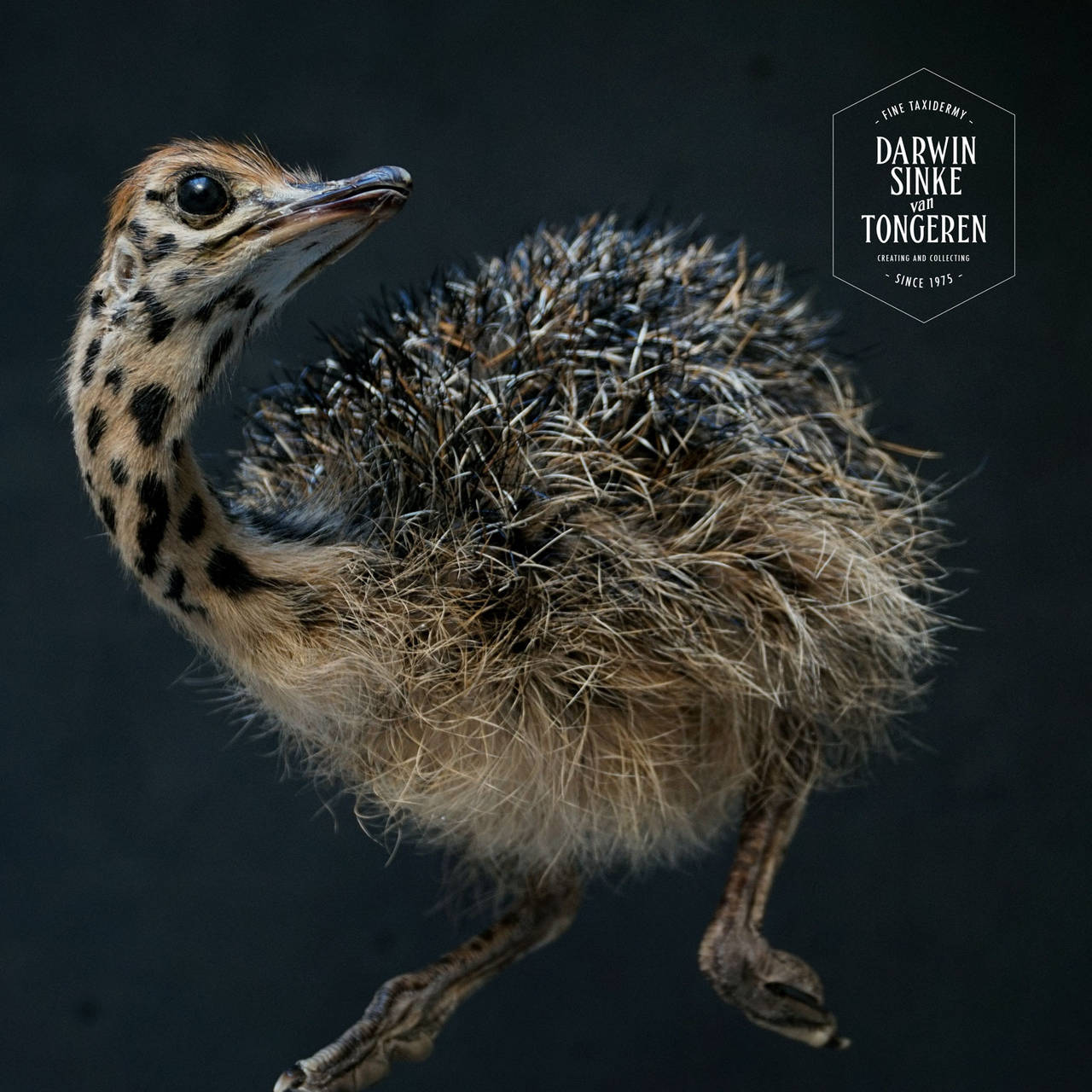 Dutch Fine Taxidermy Study 'Ostrich Chick' by Sinke & Van Tongeren