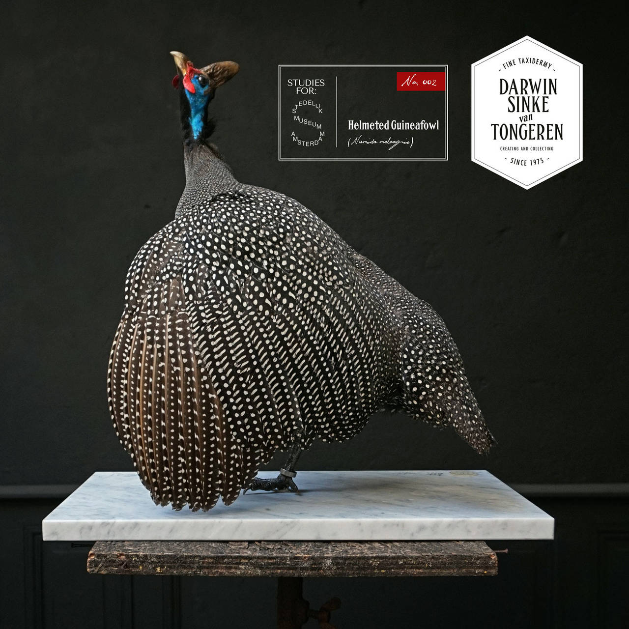 This fine taxidermy object of a rare Reichenow's Helmeted Guineafowl on a marble base is one of five works that are currently on loan for display at the Stedelijk Museum, Amsterdam. Therefore note that these works will be available for delivery