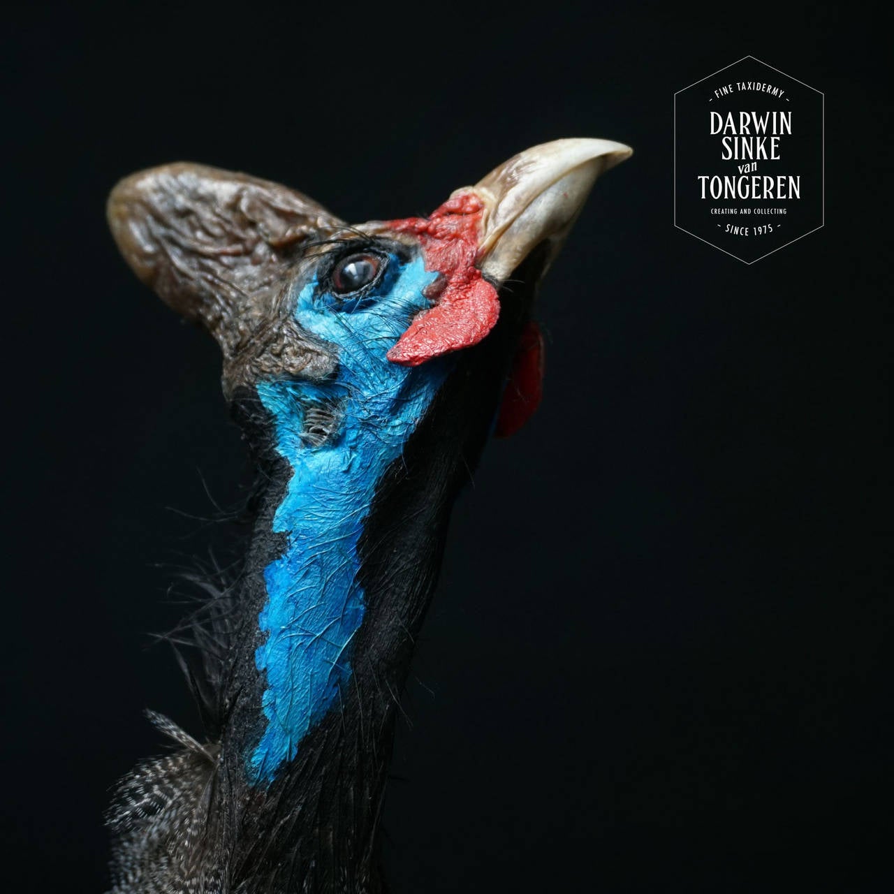 Taxidermy Study 'Reichenow's Helmeted Guineafowl' by Sinke & Van Tongeren 2