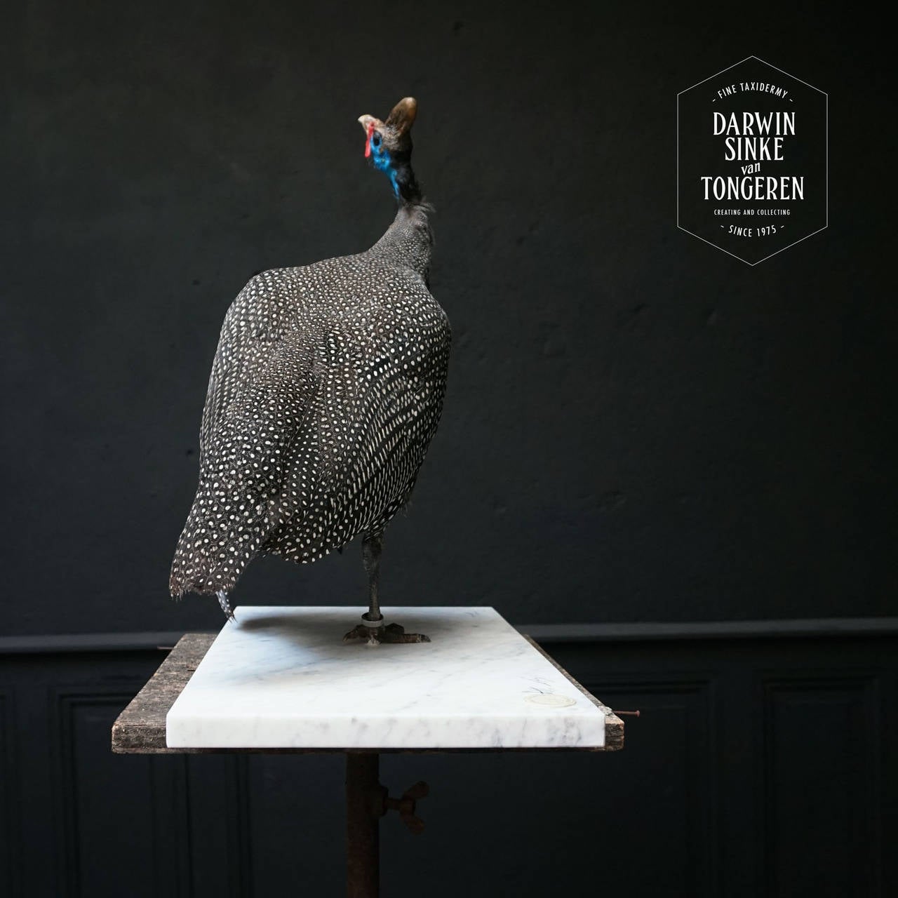 Contemporary Taxidermy Study 'Reichenow's Helmeted Guineafowl' by Sinke & Van Tongeren