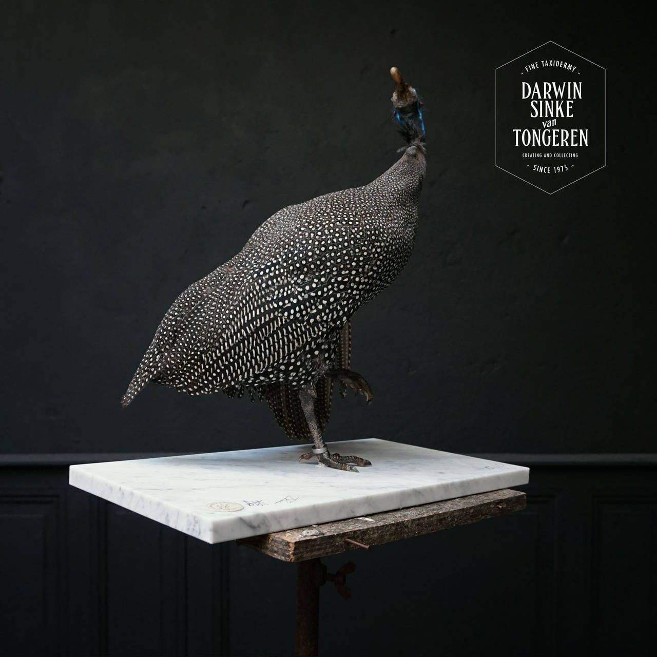Taxidermy Study 'Reichenow's Helmeted Guineafowl' by Sinke & Van Tongeren In Excellent Condition In Haarlem, NL