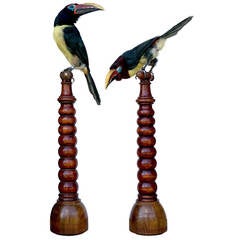 Set of Fine Taxidermy Green Aracaris by Sinke & van Tongeren