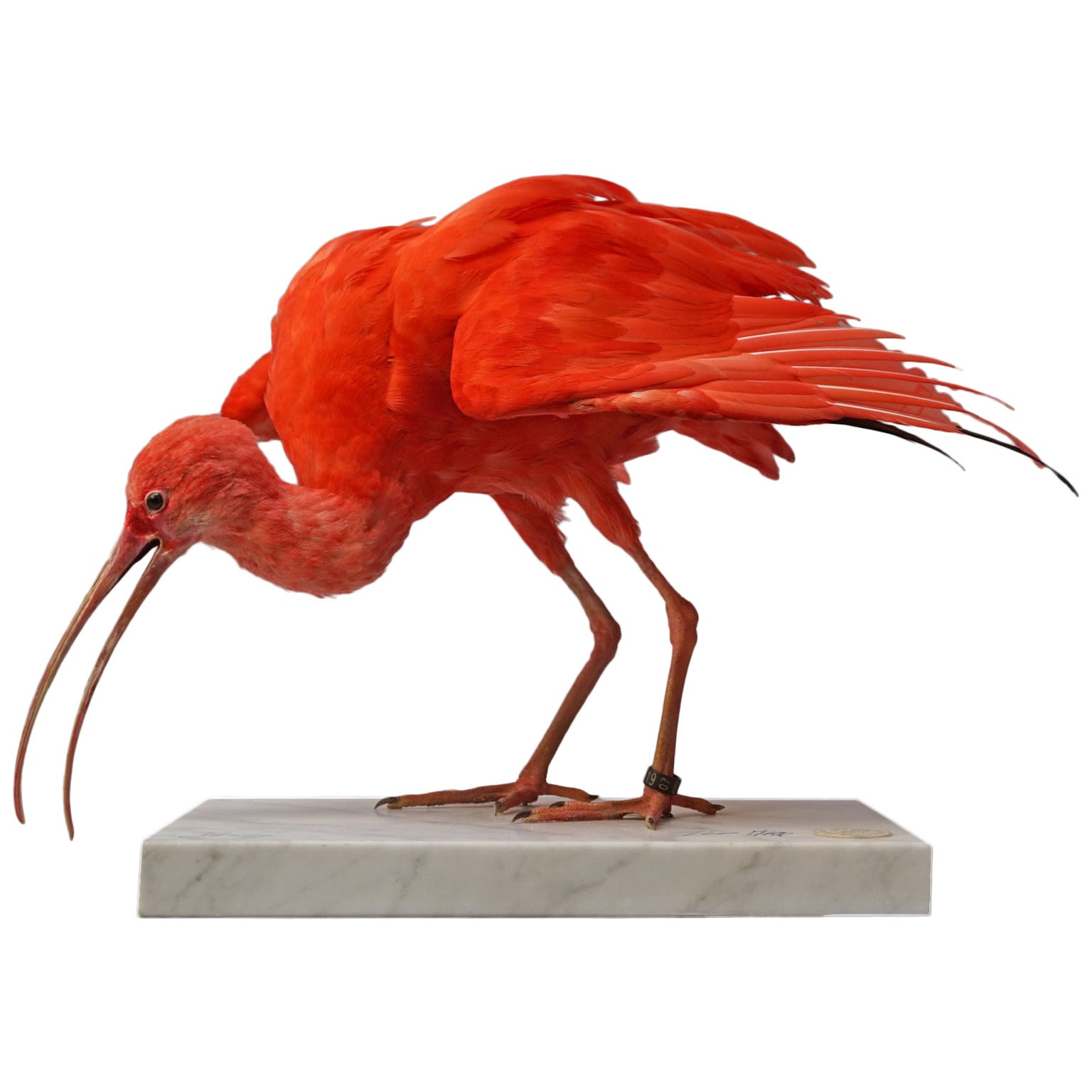 Taxidermy Study 'Scarlet Ibis' by Sinke & Van Tongeren