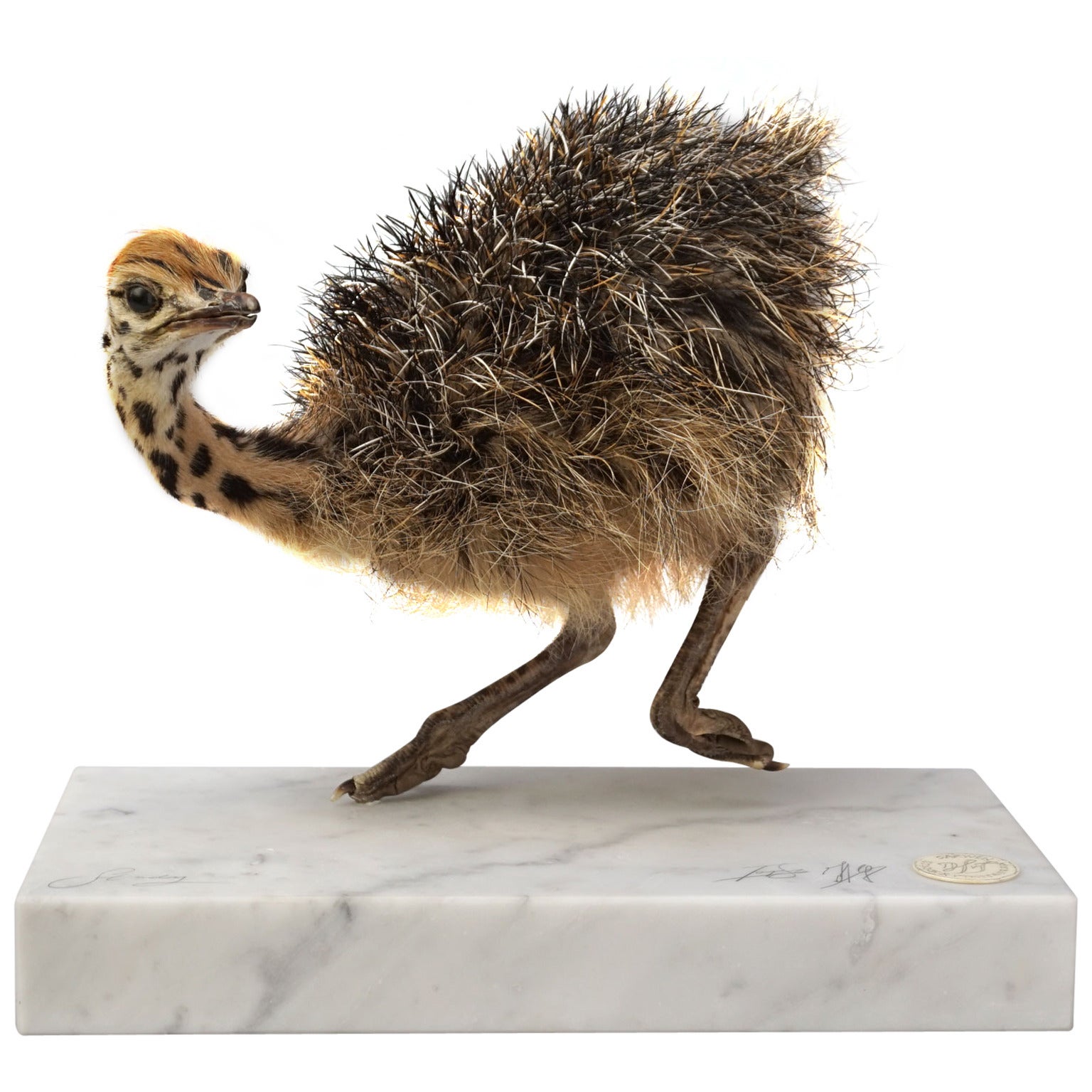 Fine Taxidermy Study 'Ostrich Chick' by Sinke & Van Tongeren