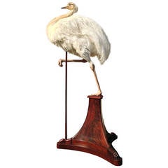 Fine Taxidermy Greater Rhea by Sinke & van Tongeren