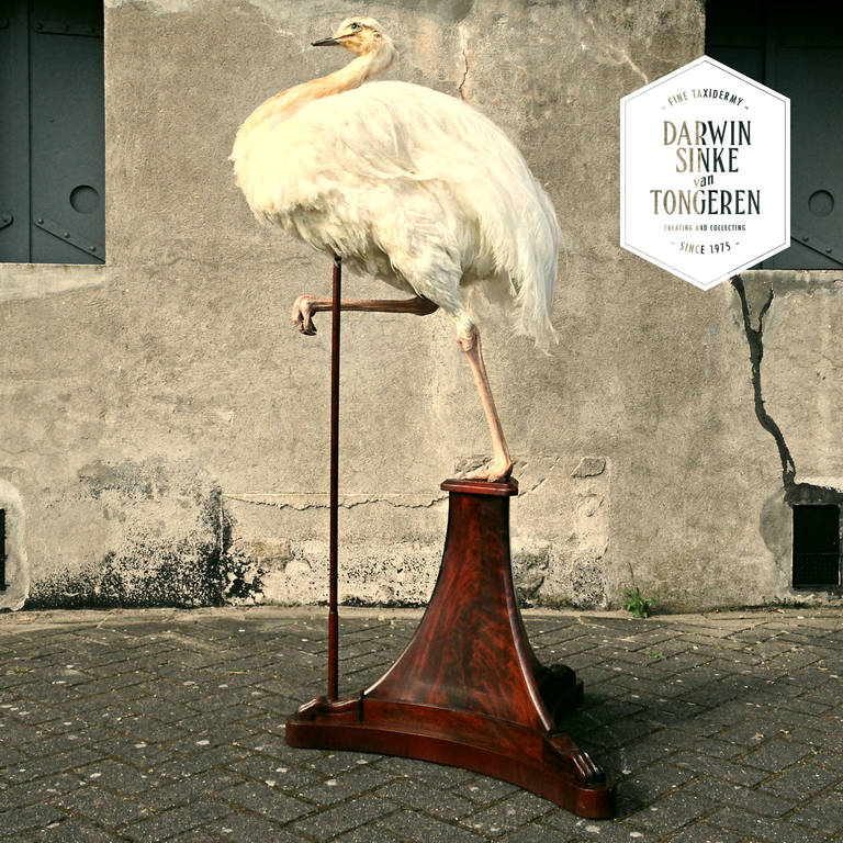 Art Deco Fine Taxidermy Greater Rhea by Sinke & van Tongeren