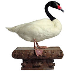 Fine Taxidermy Black-Necked Swan by Sinke & Van Tongeren