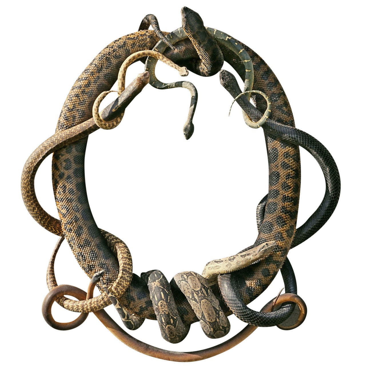 Fine Taxidermy 'Snake Heraldry' by Sinke & Van Tongeren