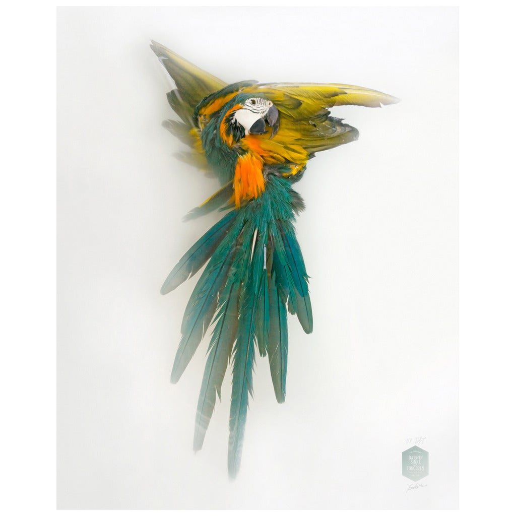 "Blue-and-yellow Macaw" Photograph by Sinke & van Tongeren