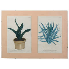 Set of 18th Century Engravings of Exotic Plants 11