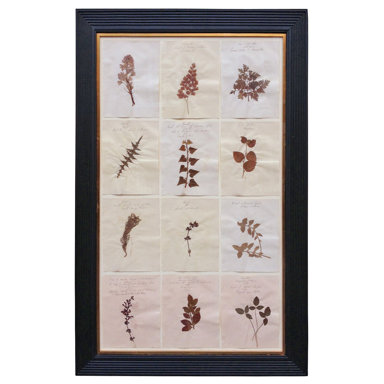 19th Century Collection of Pressed Flowers and Grasses