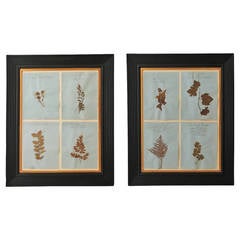 19th Century Collection of Pressed Flowers and Grasses