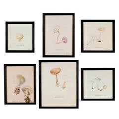 Antique 19th Century Set of Six Mushroom Watercolours
