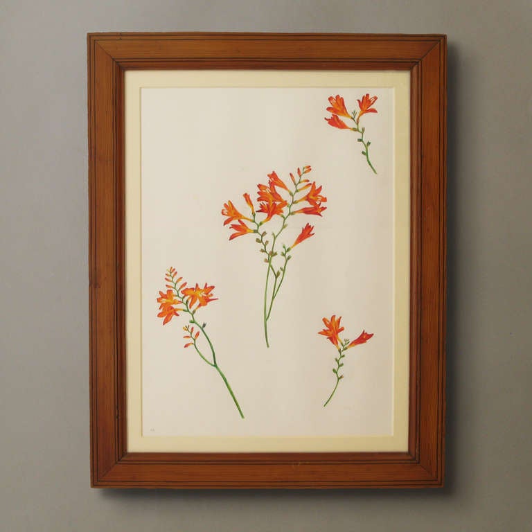 A contemporary watercolour study of freesias set within an inlaid 19th century frame.

(framed dimensions are listed)

Signed Sarah Beaufoy