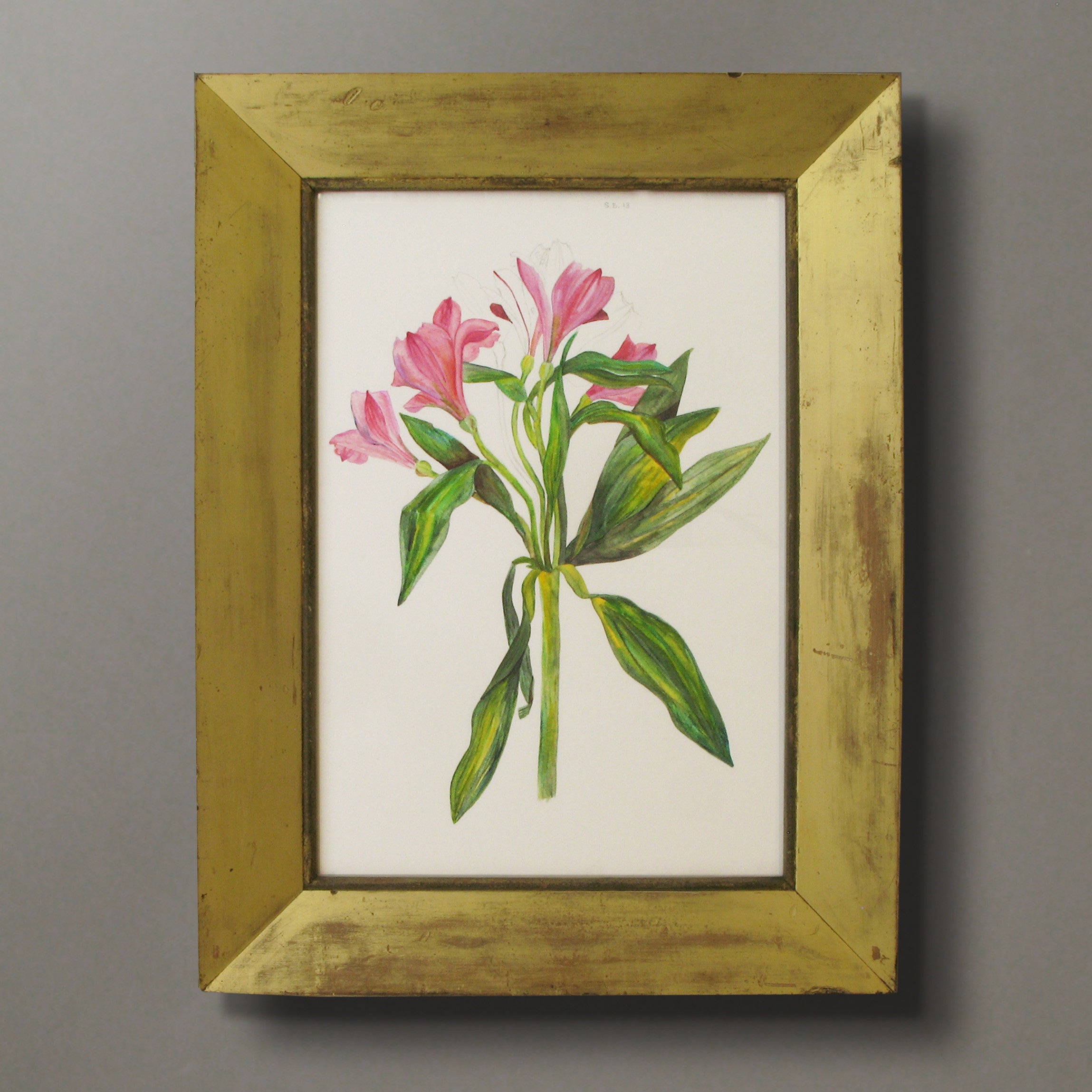 Pink Floral Watercolor and Pencil by Sarah Beaufoy, 21st Century