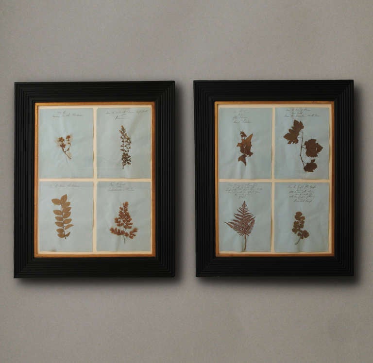 A collection of pressed flowers picked on a Grand Tour of Italy in 1830. Each page inscribed with a reference to the ancient site or monument at which the specimen was picked.

Price for the pair.
(framed dimensions are listed)