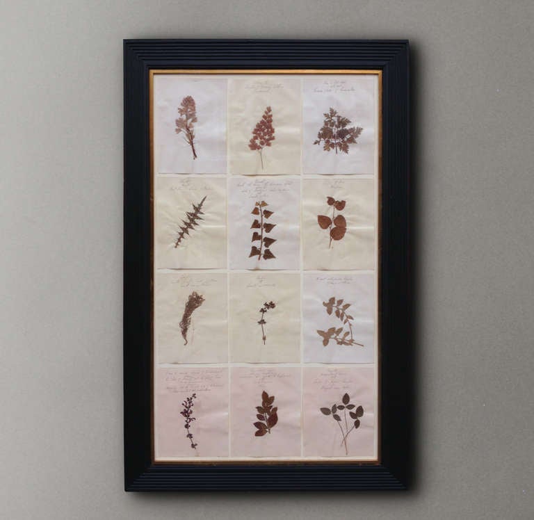 A collection of pressed flowers picked on a Grand Tour of Italy in 1830. Each page inscribed with a reference to the ancient site or monument at which the specimen was picked.

Price for the pair.
(framed dimensions are listed)