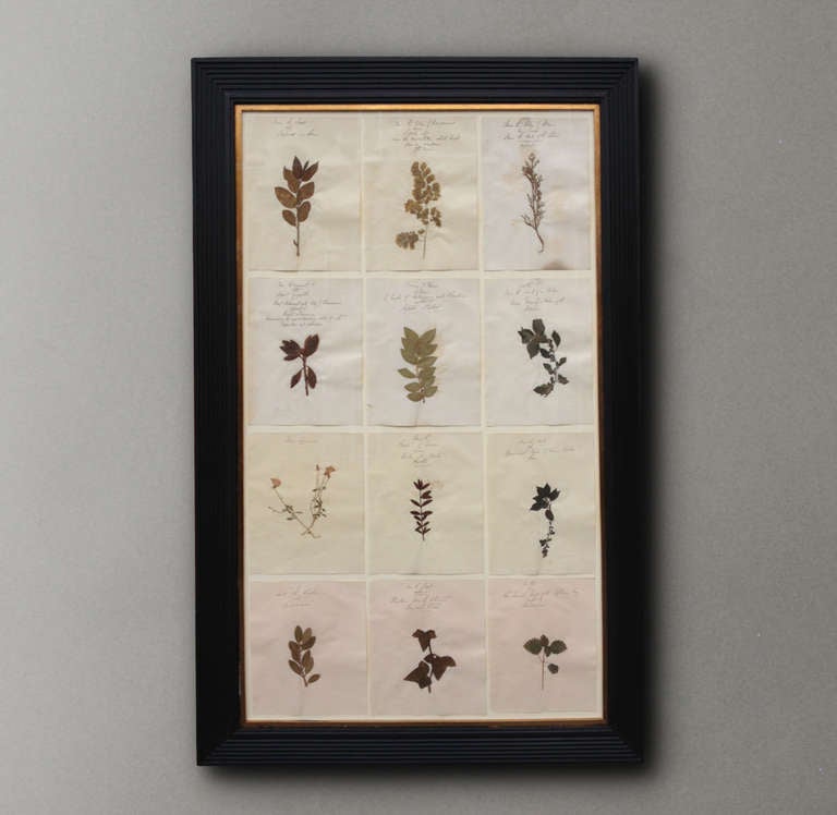 English 19th Century Collection of Pressed Flowers and Grasses