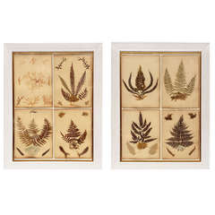 19th Century Framed Groups of Pressed Ferns