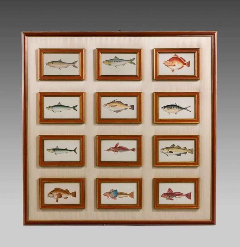 Pair of Large Panels Depicting Twenty-Four Fish Engravings