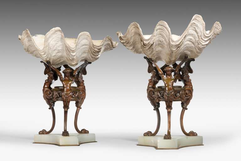 English Pair of 19th Century Natural Conch Shells