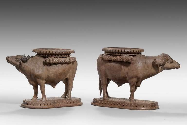 20th Century Pair of Late 19th Century Water Buffalo  For Sale