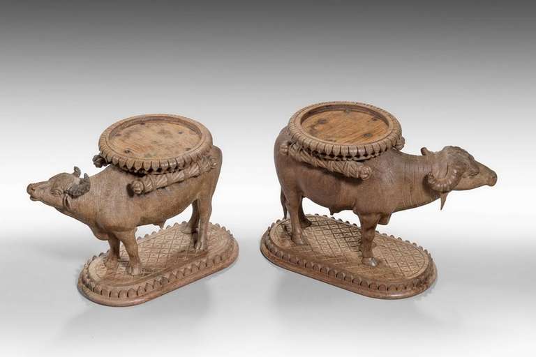Pair of Late 19th Century Water Buffalo  For Sale 2