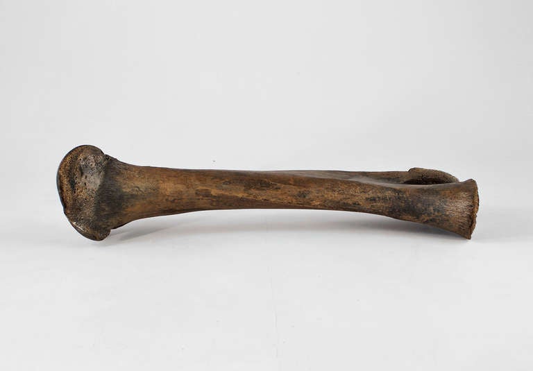 Archaistic Monumental Mammoth Bone from Phanerozoic Era For Sale