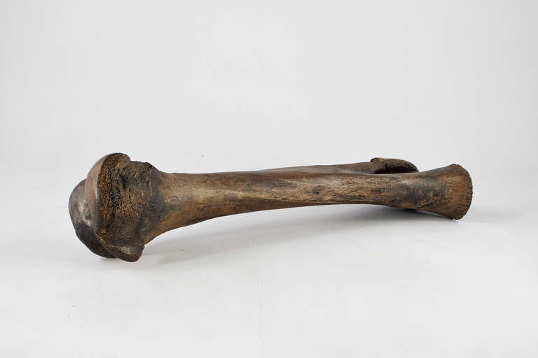 German Monumental Mammoth Bone from Phanerozoic Era For Sale