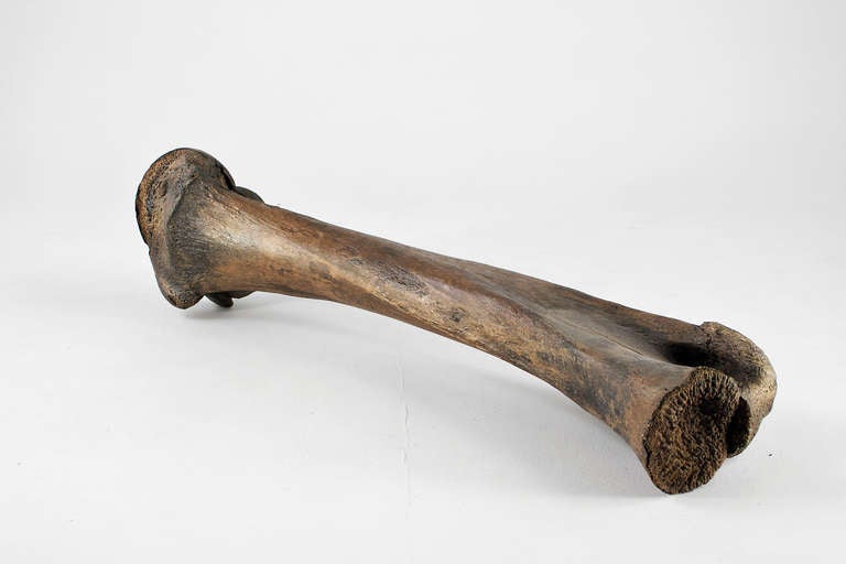 Monumental Mammoth Bone from Phanerozoic Era In Good Condition For Sale In Berlin, DE