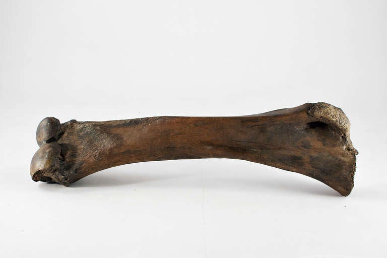 Monumental Mammoth Bone from Phanerozoic Era For Sale 1