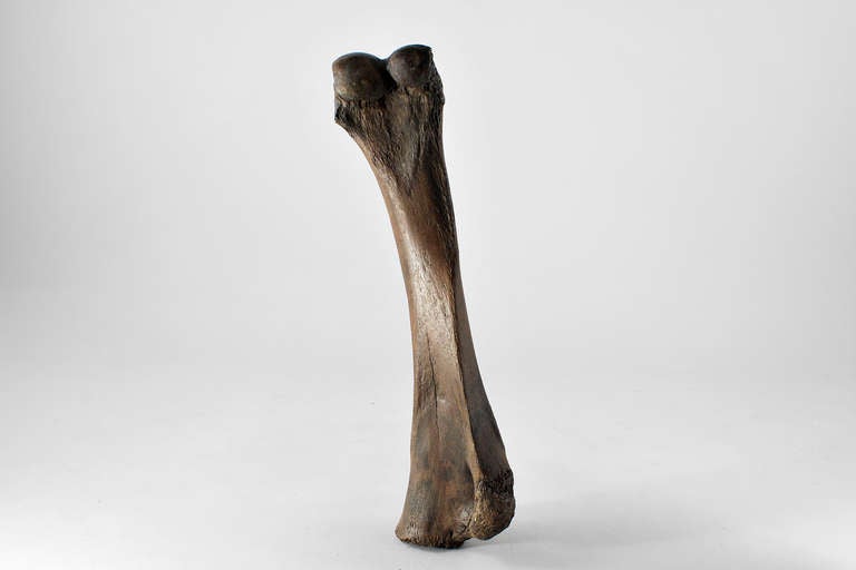imposing huge femoral sculpture of stone age mammoth, ideal board decoration for dining table, sideboard, living room corner or usable as stumbling block in buro. amazing deep color and silky luster shape makes this piece of earth history to a