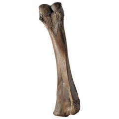 Monumental Mammoth Bone from Phanerozoic Era