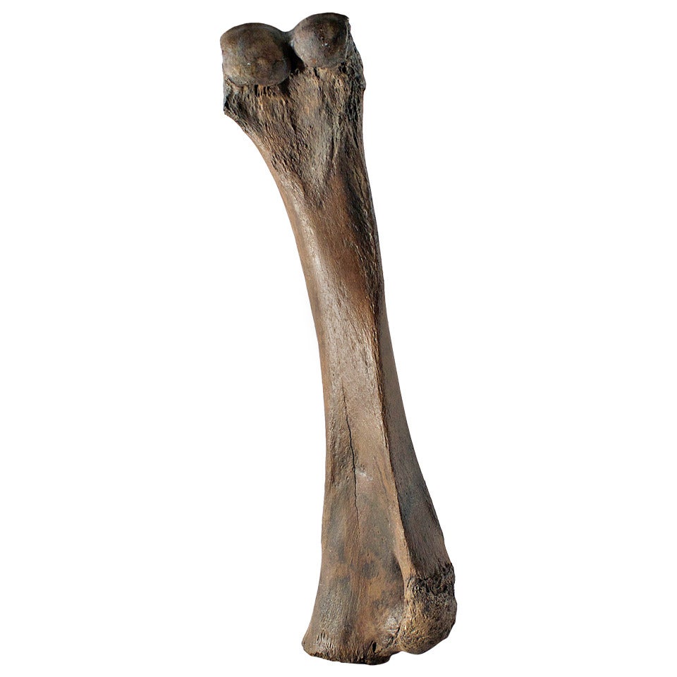 Monumental Mammoth Bone from Phanerozoic Era For Sale