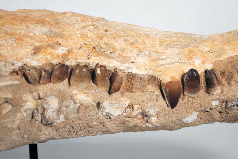18th Century and Earlier Fossil Alligator Head from the Sahara, Phanerozoic Era For Sale