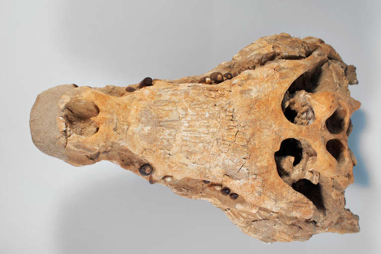 Fossil Alligator Head from the Sahara, Phanerozoic Era For Sale 1