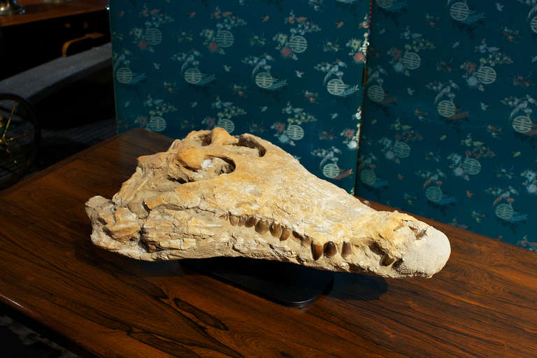 Moroccan Fossil Alligator Head from the Sahara, Phanerozoic Era For Sale