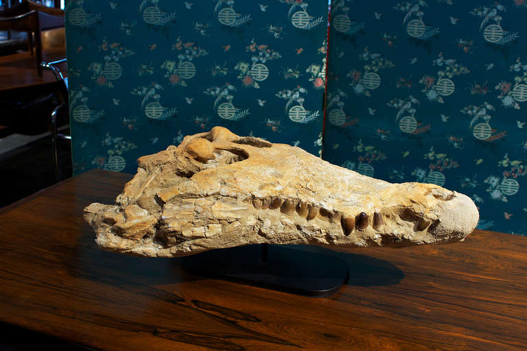 Fossil Alligator Head from the Sahara, Phanerozoic Era In Good Condition For Sale In Berlin, DE