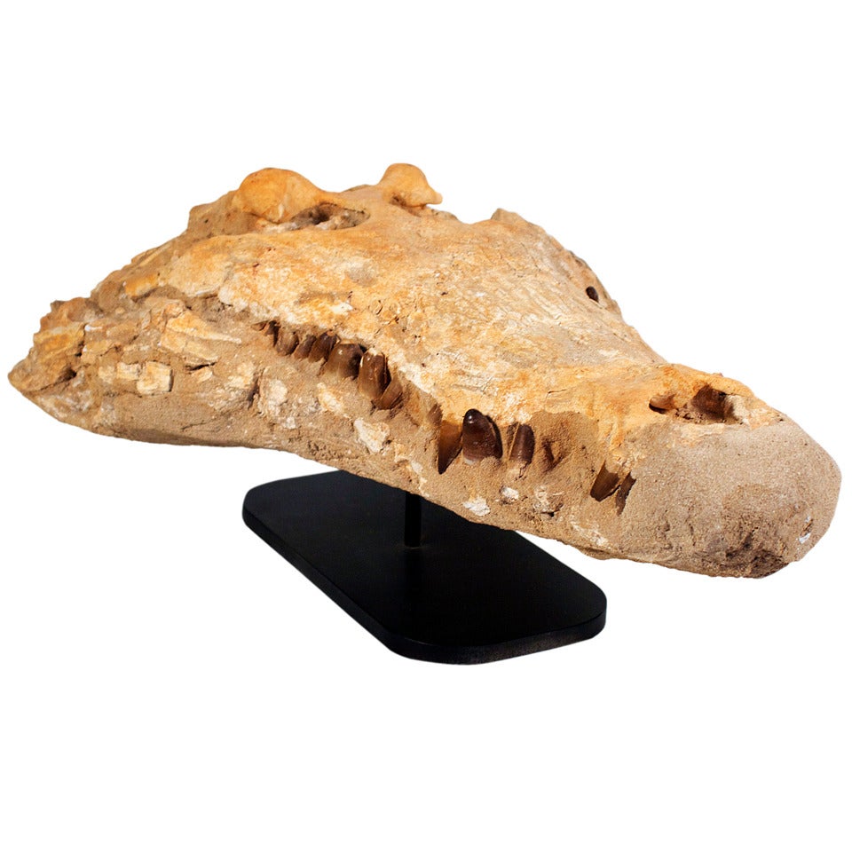 Fossil Alligator Head from the Sahara, Phanerozoic Era For Sale