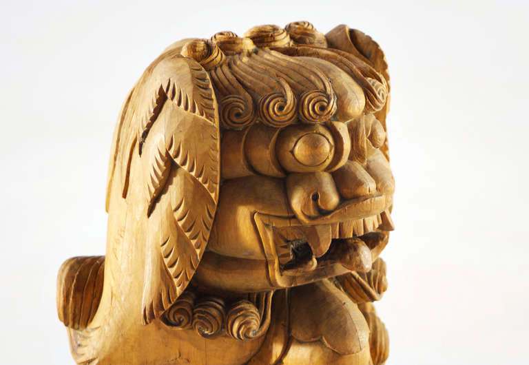 from the former german colony brought to berlin in 1912 as a souvenir this temple lion is a symbol of strength and power. restored with caution in some details. he has a wood-bursted back that makes him even more authentic.