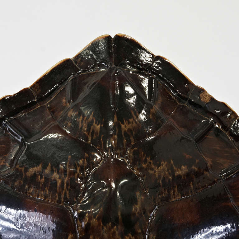 Steel Turtle Lamp Attributed to Maria Pergay, circa 1970