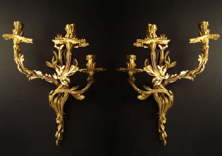 A very large, imposing pair of Louis XV style gilded bronze wall lights, the ormolu Rococo back scrolling acanthus leaves backplate projecting three serpentine arms, supporting large drip pans and substantial nozzles. Original gilding. Cast and hand