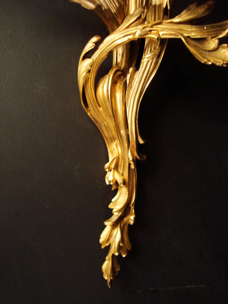 19th Century Unusually Large Pair of Louis XV Style Gilded Bronze Wall Lights For Sale