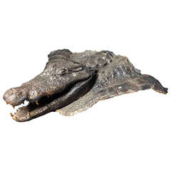 Tête de crocodile taxidermique