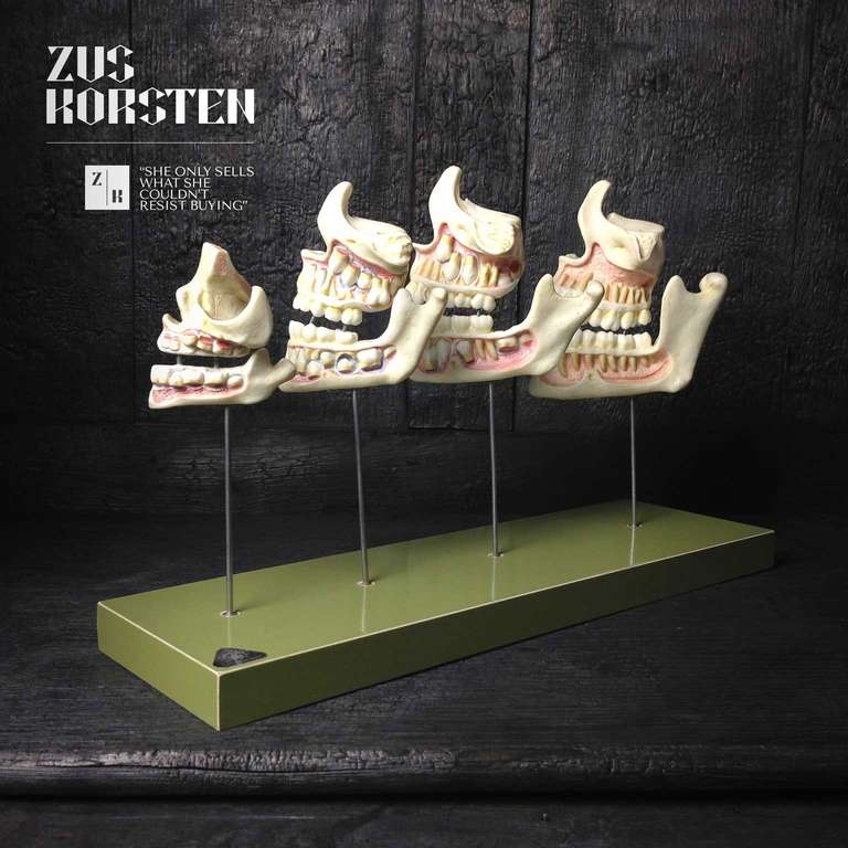 Dental Model from Western Germany In Good Condition In Haarlem, NL