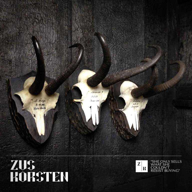 A set of Taxidermy Chamois Horn Plaques In Good Condition In Haarlem, NL