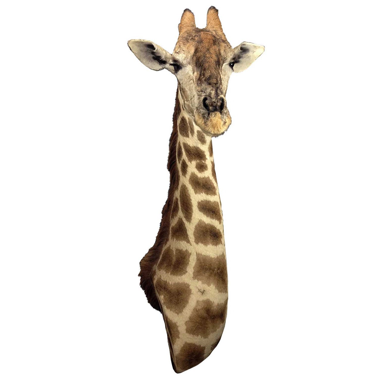 Taxidermy Giraffe 3/4 Neck Mount