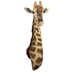 Taxidermie Giraffe 3/4 Hals Halterung