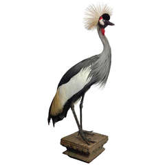 Amazing Crowned Crane Taxidermy